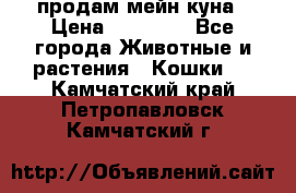 продам мейн куна › Цена ­ 15 000 - Все города Животные и растения » Кошки   . Камчатский край,Петропавловск-Камчатский г.